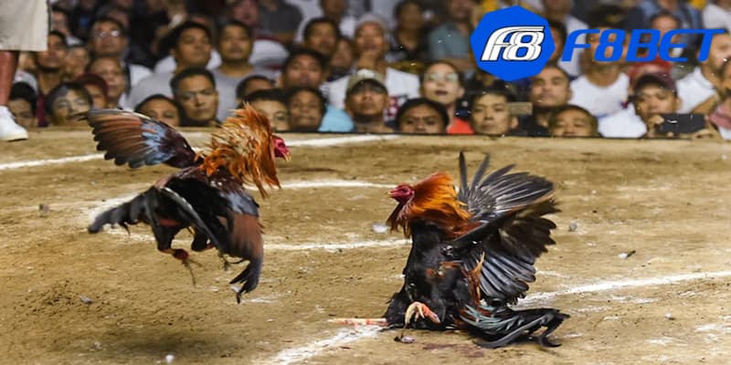 Khái quát về hình thức đá gà