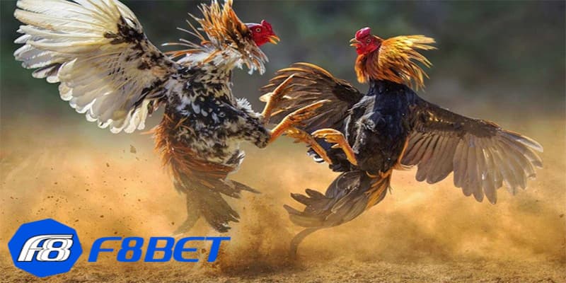 Những điểm nổi bật tại sảnh đá gà