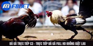 Đá gà trực tiếp C3